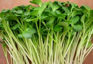 hạt giống rau mầm ngon