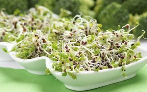 các loại hạt giống rau mầm