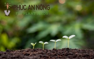 hạt giống phúc an nông