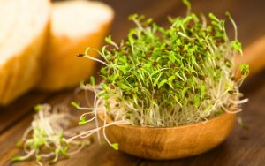 trồng rau mầm tại nhà
