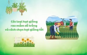hạt giống rau mầm