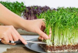 lựa chọn hạt giống rau mầm