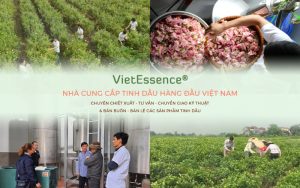 Cửa hàng tinh dầu thiên nhiên VIPSEN
